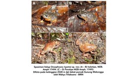 Spesies Baru Katak Ditemukan di Sulawesi, Punya Nama Corak Jawa