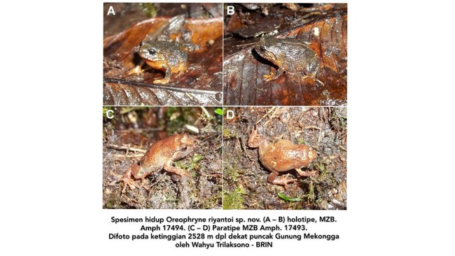 Spesies baru katak ditemukan di Sulawesi dan diberi nama mirip orang Jawa yang terinspirasi dari penemunya.