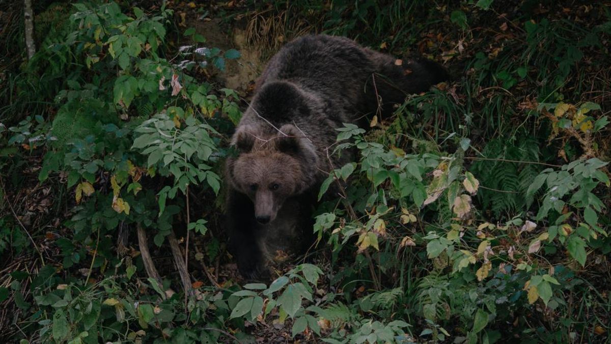 Momen Menegangkan Bertemu Beruang Grizzly, Pendaki Terluka di Dada