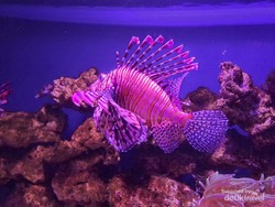Ikan Tidur dengan Mata Terbuka, Begini Caranya