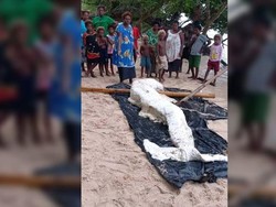 Bangkai Diduga Putri Duyung Terdampar di Pantai, Para Ahli Kebingungan