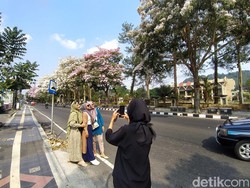 Tabebuya Depan Kantor Wali Kota Magelang Bermekaran, Serasa di Korea!