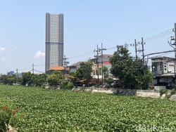 Alat Berat Dikerahkan Bersihkan Eceng Gondok yang Penuhi Sungai di Mulyorejo