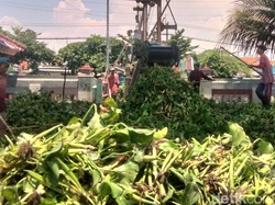 Penyebab Suburnya Eceng Gondok di Sungai Surabaya Pemicu Banyak Nyamuk