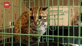 VIDEO: Kucing Hutan Masuk Pemukiman Penduduk Karena Kebakaran Lahan
