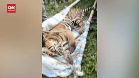 VIDEO: Terperangkap Jerat Babi, Harimau Sumatera Berhasil Dievakuasi