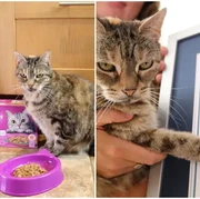 Gemas! Kucing Ini Cetak Rekor Dunia sebagai Kucing dengan Dengkuran Paling Keras, Simak Kisahnya