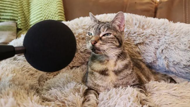 Seekor kucing di Inggris bernama Bella telah mendapatkan Guinness World Record karena memiliki dengkuran paling keras dibandingkan kucing domestik lainnya.