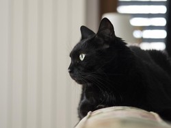 7 Penyebab Kucing Galak pada Pemiliknya dan Cara Mengatasinya