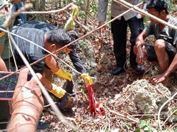 Remaja Ditemukan Tinggal Kerangka di Hutan Buton Tengah Diduga Dimangsa Ular