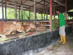 Pertamina Dorong Asa Swasembada Pangan Petani Sangasanga Lewat TANTE SISCA