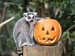 Sambut Halloween, Binatang di London Zoo Pesta Labu Jack O Lantern