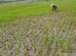 Hama Penggerek Batang Gerogoti Tanaman Padi di Klaten