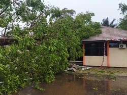 Pohon Tumbang Timpa Rumah di Pandeglang, Bocah 5 Tahun Tewas