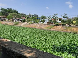 Kanal Borong Makassar Penuh Eceng Gondok, Warga Khawatir Picu Banjir