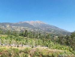 Hutan Gunung Merbabu di Wilayah Semarang Terbakar!