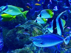 16 Ciri-ciri Ikan Secara Umum: Kenali Klasifikasi dan Morfologinya