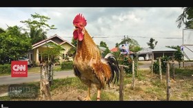 VIDEO: Cerita Satwa Bumi Minangkabau