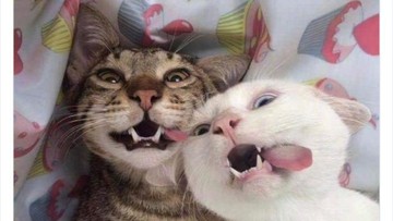 Sekilas Menggemaskan tapi Ternyata Ini 3 Tanda Kucing Kamu Stres