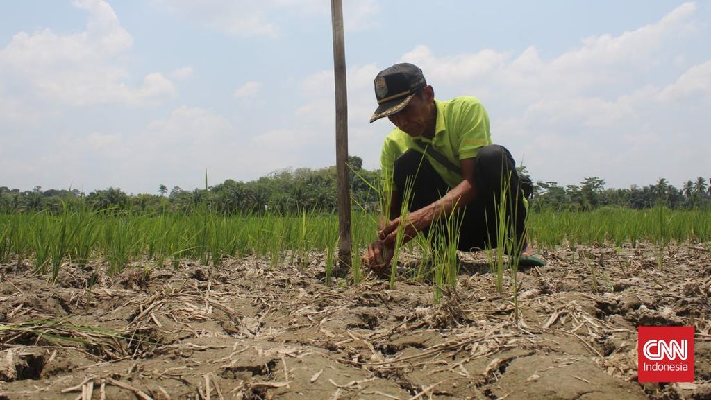 6 Kabupaten di Jawa Timur Tetapkan Status Darurat Kekeringan