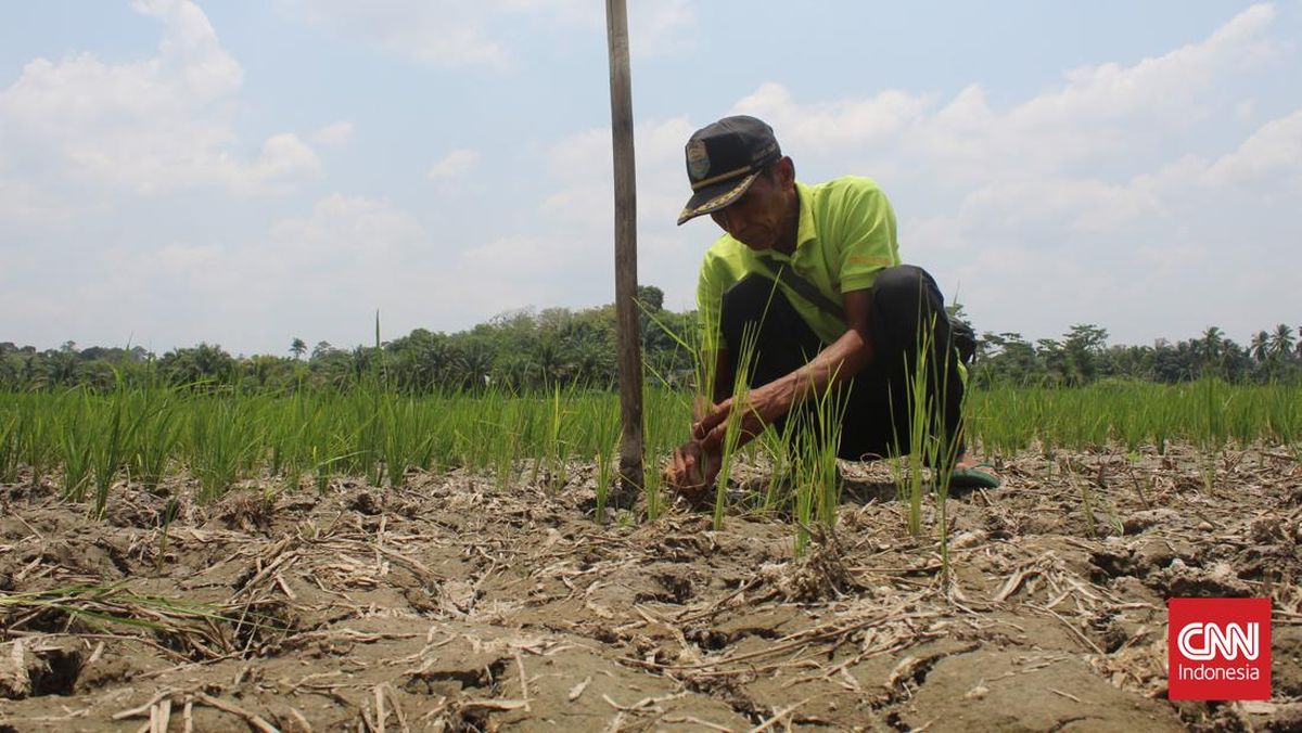 6 Kabupaten di Jawa Timur Tetapkan Status Darurat Kekeringan