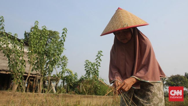 Perempuan-perempuan di Muaro Jambi jadi punggawa utama penggarapan lahan sawah. Cek inovasi-inovasi dan hasilnya terutama saat El Nino melanda.