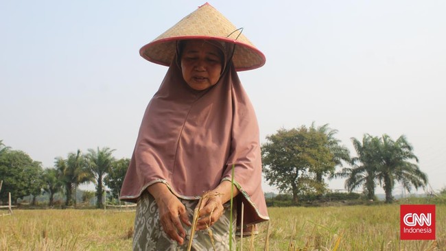 Pemerintah dan Pupuk Indonesia berkomitmen menyediakan pupuk subsidi terjangkau untuk petani, meningkatkan produktivitas dan ketahanan pangan nasional.