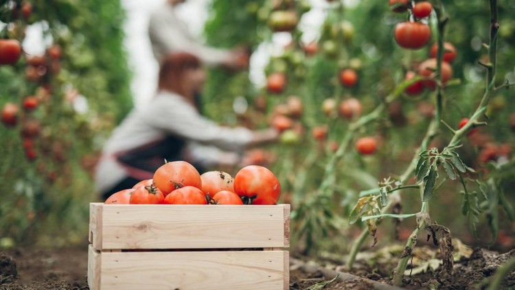 Group of young gardeners picking tomatoes in greenhouse. Crate full of juicy tomatoes in focus