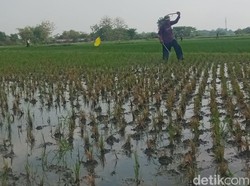 Hama Penggerek Batang Serang Padi di Klaten, Kementan Turun Tangan
