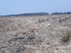 Ngerinya El Nino di Tangerang, Petani: Sawah Kering, Air Seret