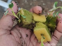 Petani Sayur Hidroponik di Pasuruan Rugi Terimbas Panas Ekstrem