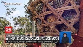VIDEO: Sehari Menjadi Pengolah Nanas Kediri