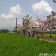 3 Rekomendasi Wisata Alam untuk Healing di Magelang, Yuk Melipir dari Kepenatan!