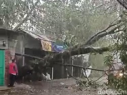 Pohon Tumbang Timpa Atap Bangunan dan Kabel Listrik di Cilebut Bogor