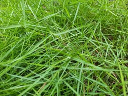 Mau Bikin Taman Enaknya Pakai Rumput Asli atau Sintetis?
