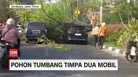 VIDEO: Pohon Tumbang Timpa Dua Mobil