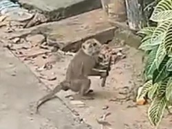 Heboh Monyet Liar Masuk Permukiman di Batam, Sempat Bawa Pisau-Kejar Warga