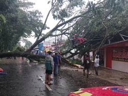 15 Titik Pohon Tumbang di Bogor Akibat Hujan dan Angin Kencang Senin Sore
