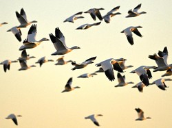 Mengapa Burung Senang Bermigrasi? Ternyata Ini Alasannya