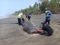10 Penemuan Hewan Terdampar di Pantai Sepanjang 2023