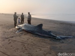 Lagi, Hiu Paus Mati Terdampar di Pantai Yeh Kuning Bali