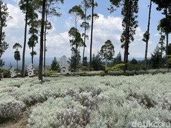 5 Mitos Bunga Edelweis dan Makna Filosofinya, Benarkah Jadi Simbol Cinta?