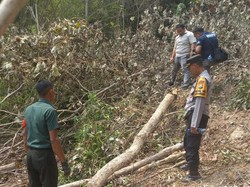 Pria di Blitar Tewas Tertimpa Pohon Sono yang Ditebangnya