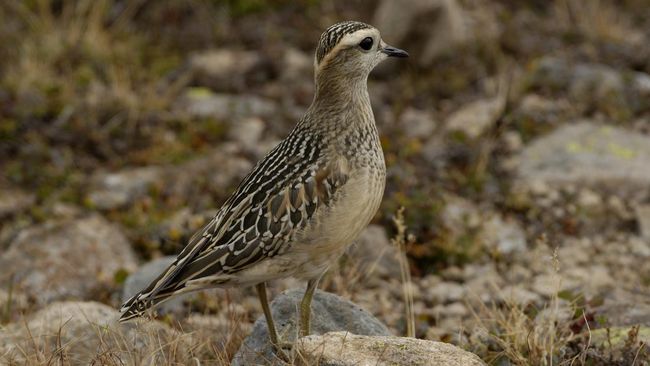 Eksistensi spesies Burung Dotterel di Selandia Baru dianggap terancam, tetapi memiliki status konservasi "pemulihan" dengan populasi yang lebih dari 2.500 ekor.