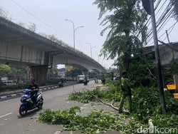 Pemotor Tewas Tertimpa Ranting, DPRD Minta Pohon-pohon di Jakarta Dicek