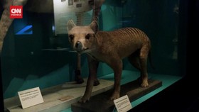 VIDEO: Ilmuan Asutralia Teliti Molekul RNA Harimau Tasmania (Sabtu)