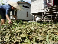 Begini Rencana Zulhas Atur Perdagangan Kratom