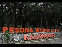 Hutan Pinus Kalipasang, Tempat Healing yang Seru di Lereng Merbabu