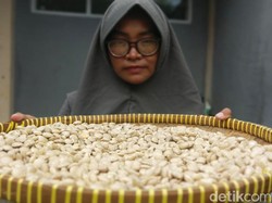 Si Mungil Sacha Inchi Energi Baru Satu Padu