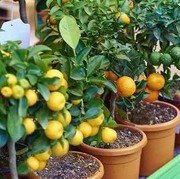 5 Buah yang Bisa di Tanam dengan Perawatan Mudah, Hanya dalam Pot di Rumah